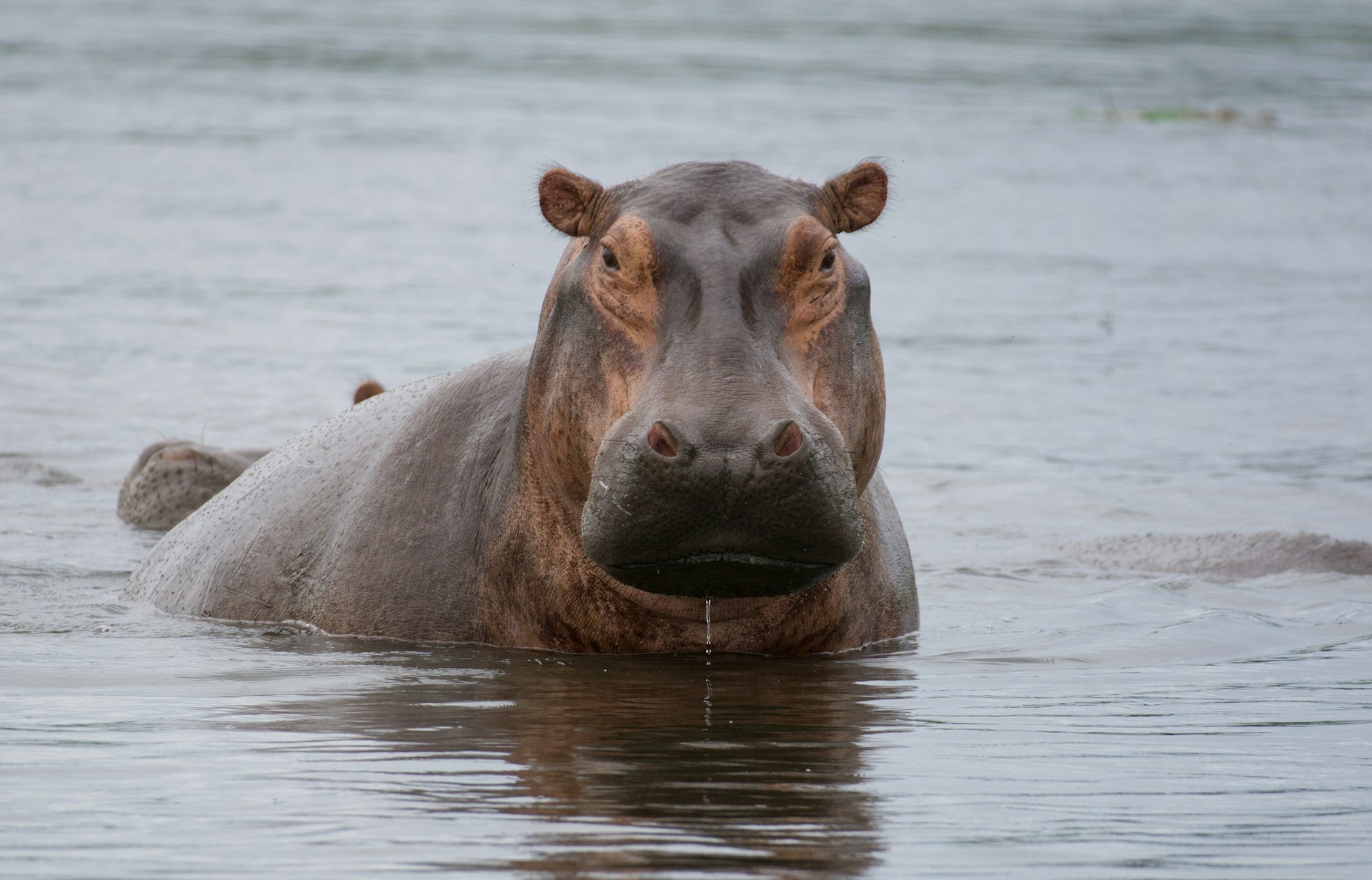 Would You Rather Have A Pet Hippo That Guards The House or Robot That Does Chores?