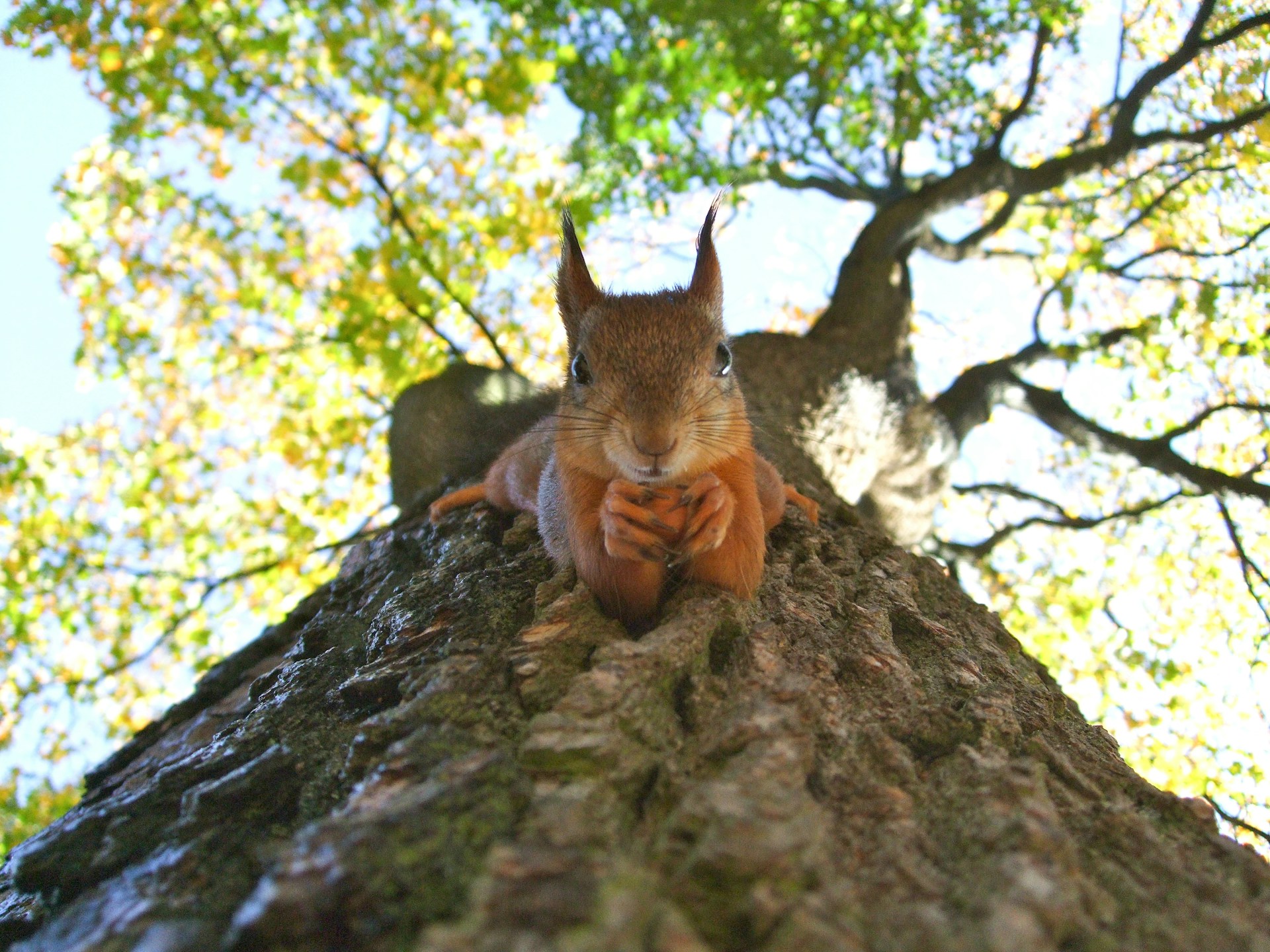 Would You Rather Live 1 Day As A Squirrel or Golden Retriever?