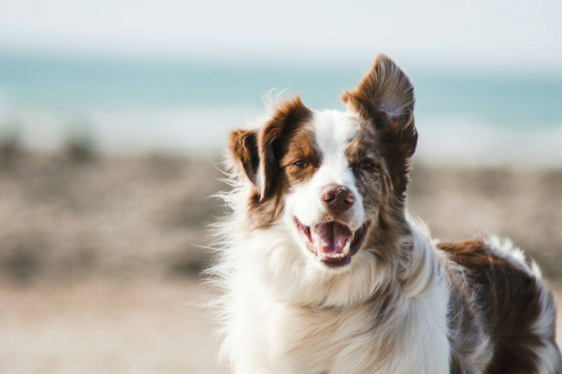 Would You Rather Have An Immortal Dog or A Dog That Can Talk?