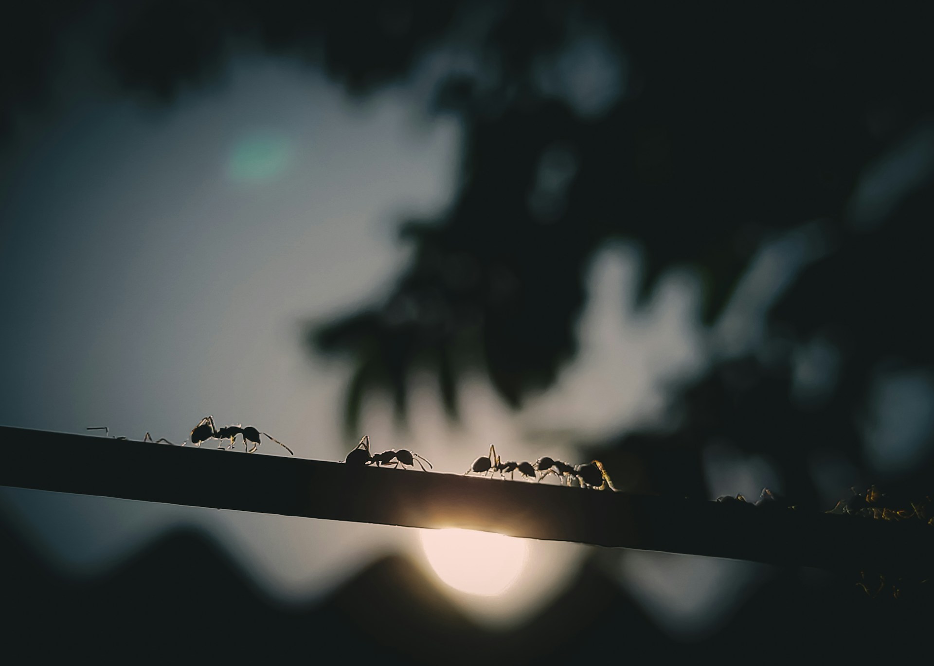 Would You Rather Be As Small As An Ant Or As Tall As A Giraffe?