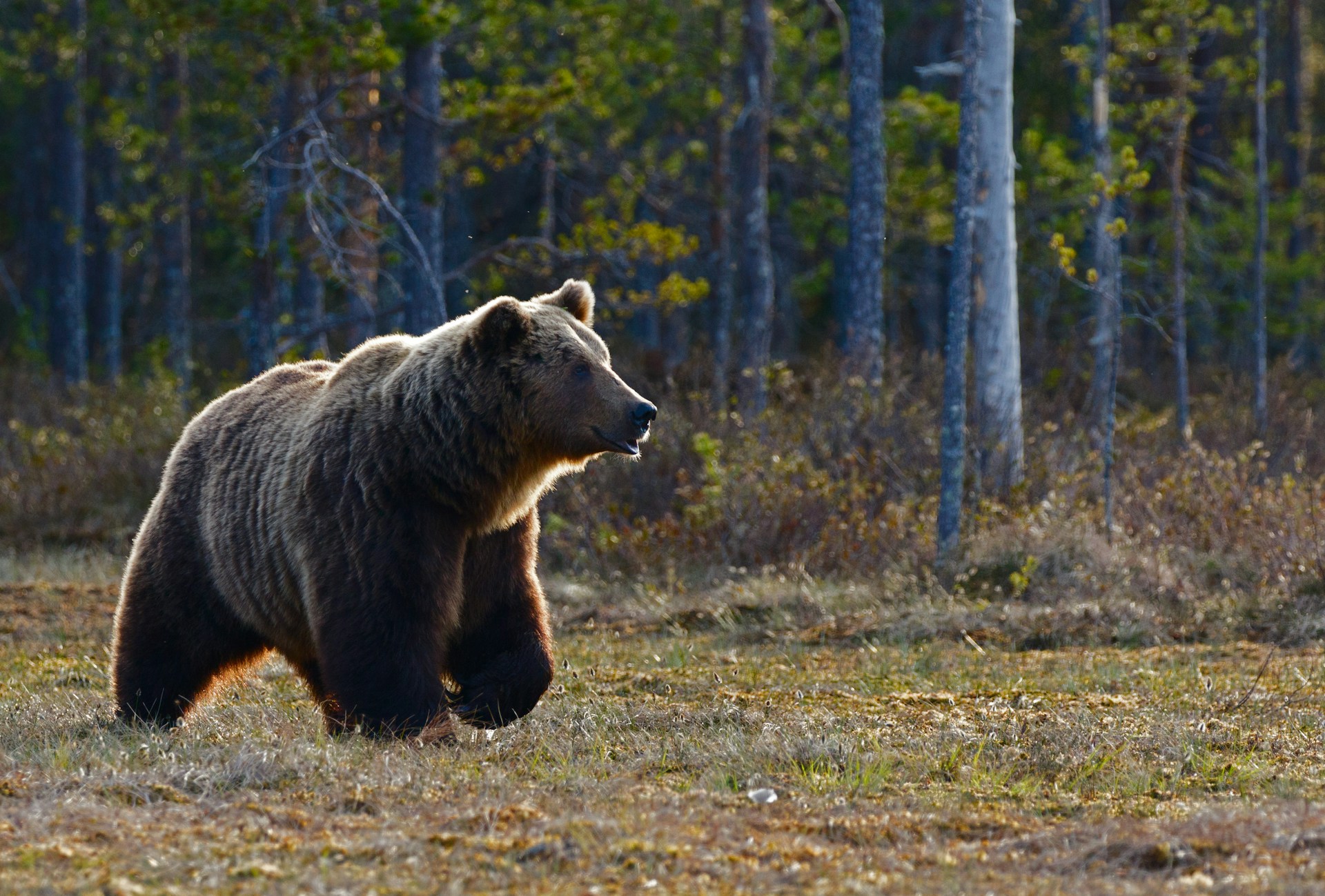 Would You Rather Fight 1 Bear With A Sword or 1 Kangaroo Hands Only?