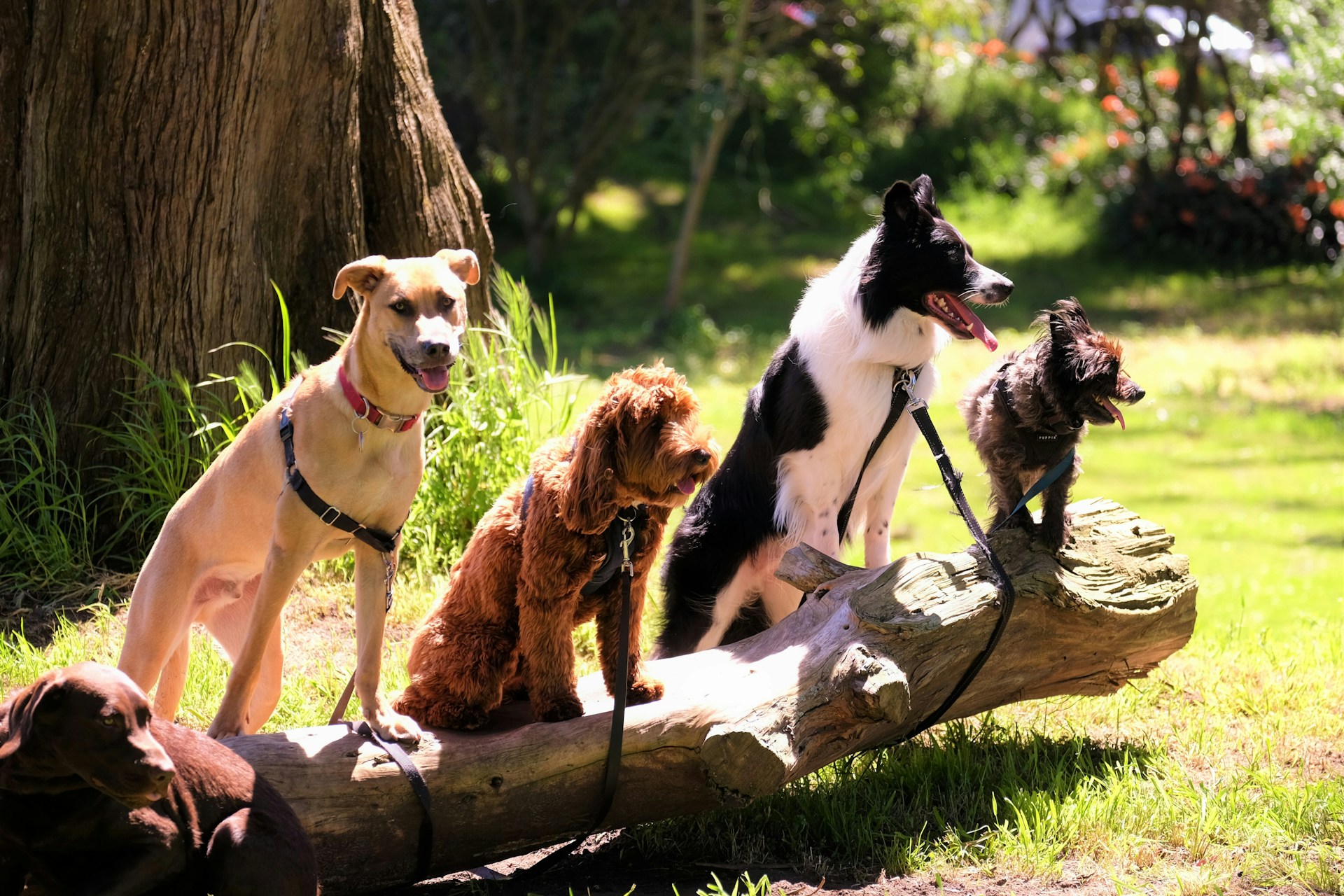 Would You Rather Own Five Dogs Or Ten Cats?