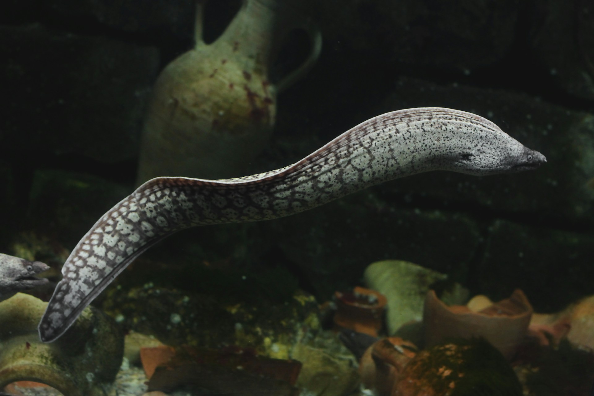 Would You Rather Swim With Eels or Sleep In A Bat-Filled Cave?