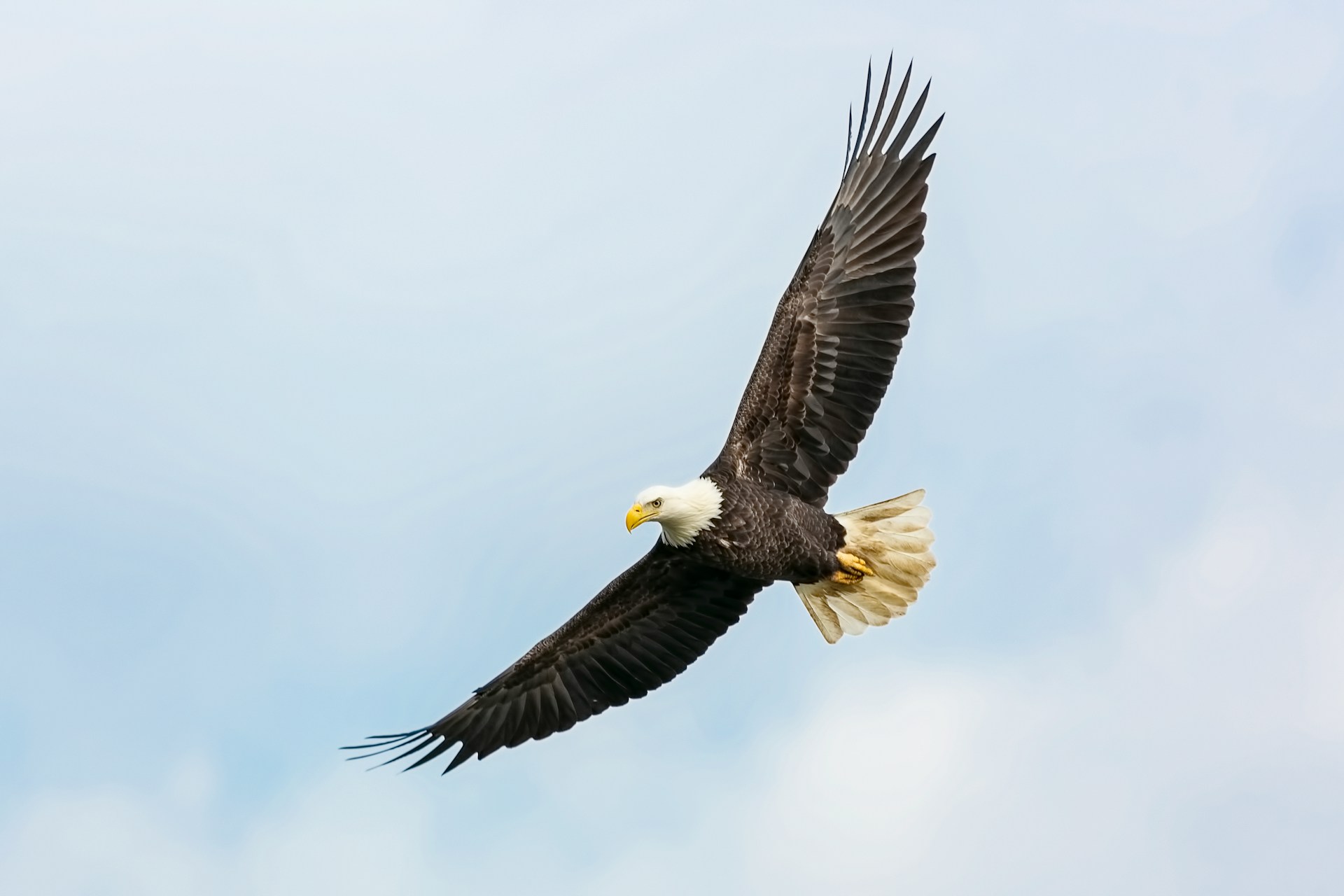 Would You Rather Be Reincarnated As An Eagle or Lion?