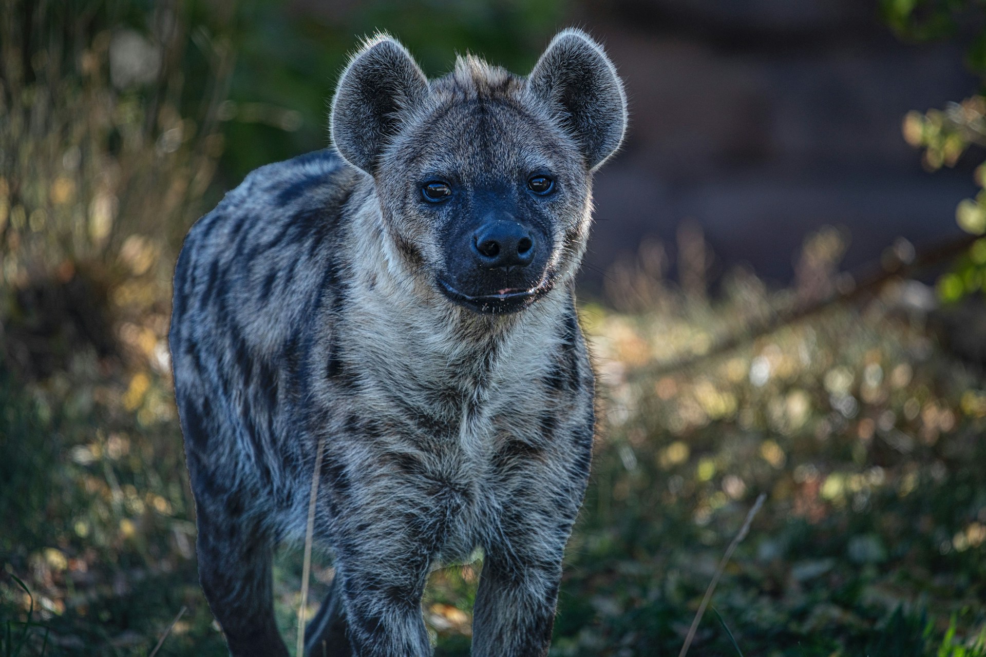 Would You Rather Have A Pet King Cobra or Hyena?