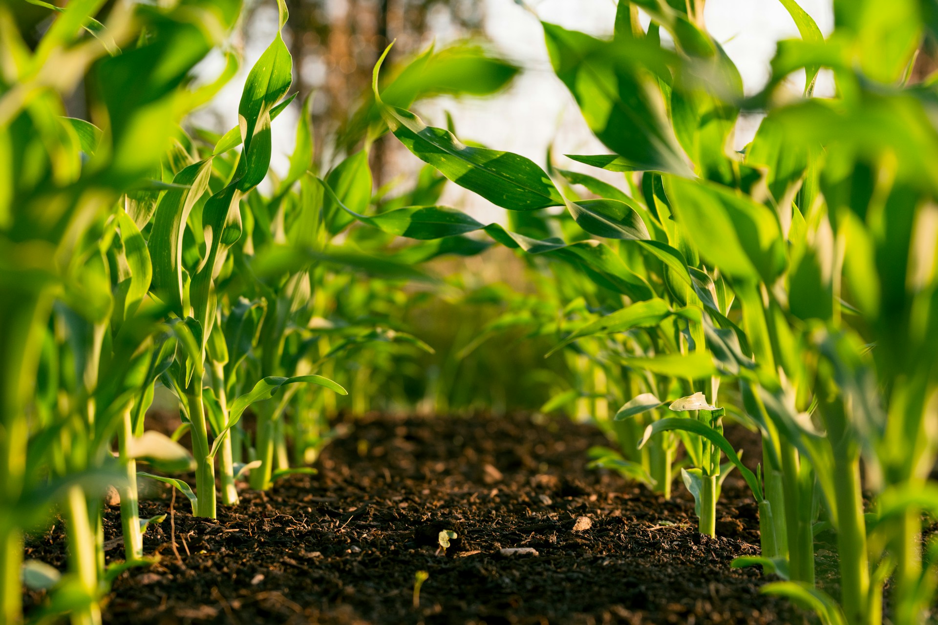 Would You Rather Hunt and Grow All Your Food or Eat At Only McDonald’s?