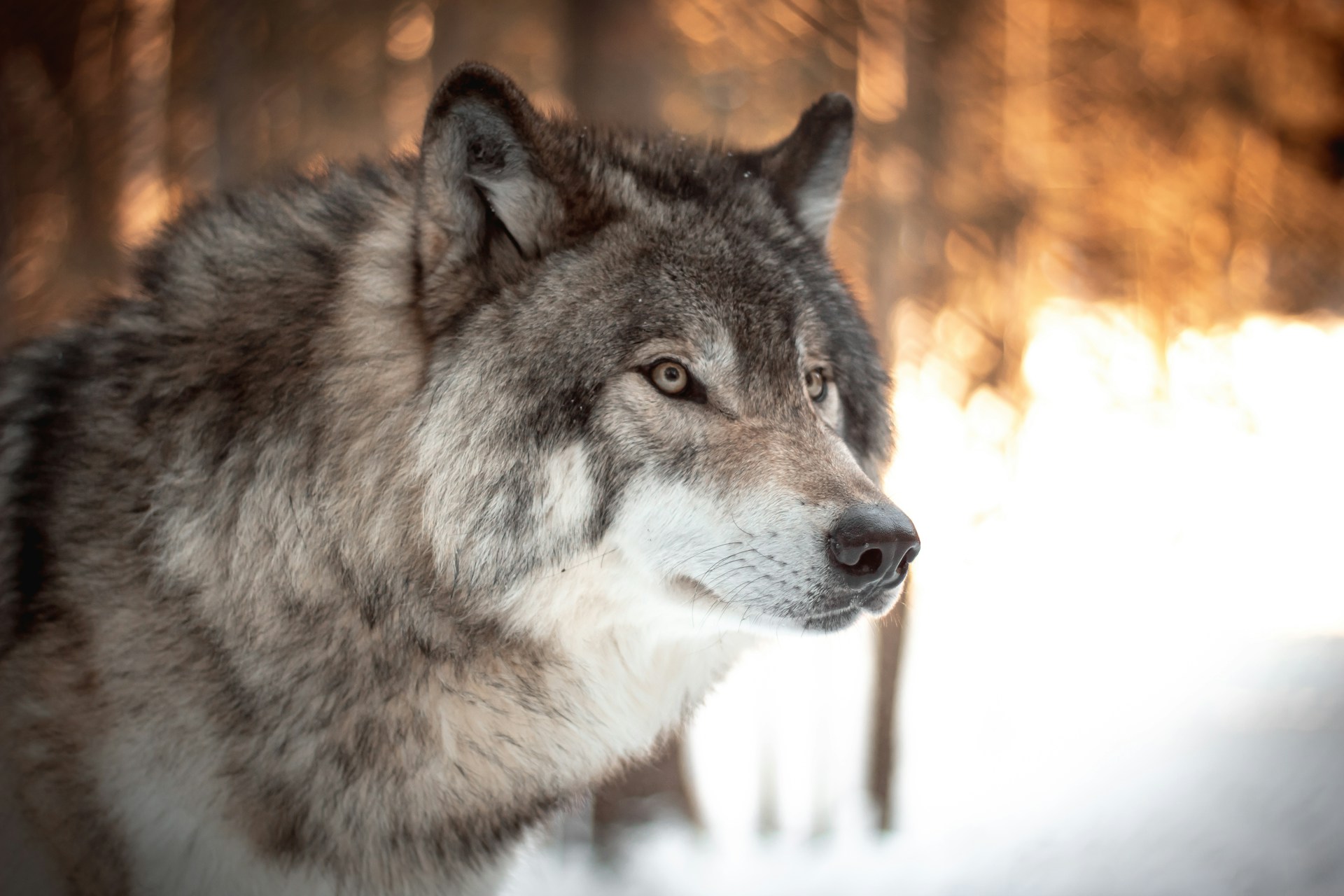 Would You Rather Be Defended By A Pack of 12 Wolves or 1 Bear?