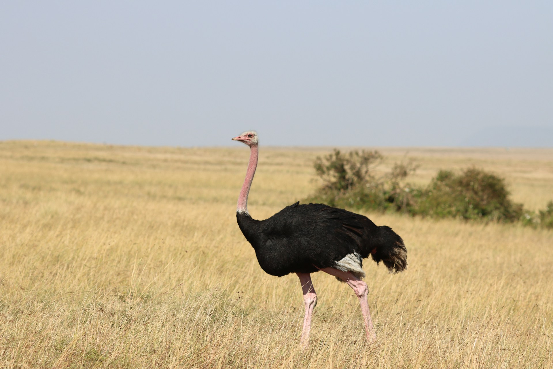 Would You Rather Fight 500 Ostriches or One T-Rex?