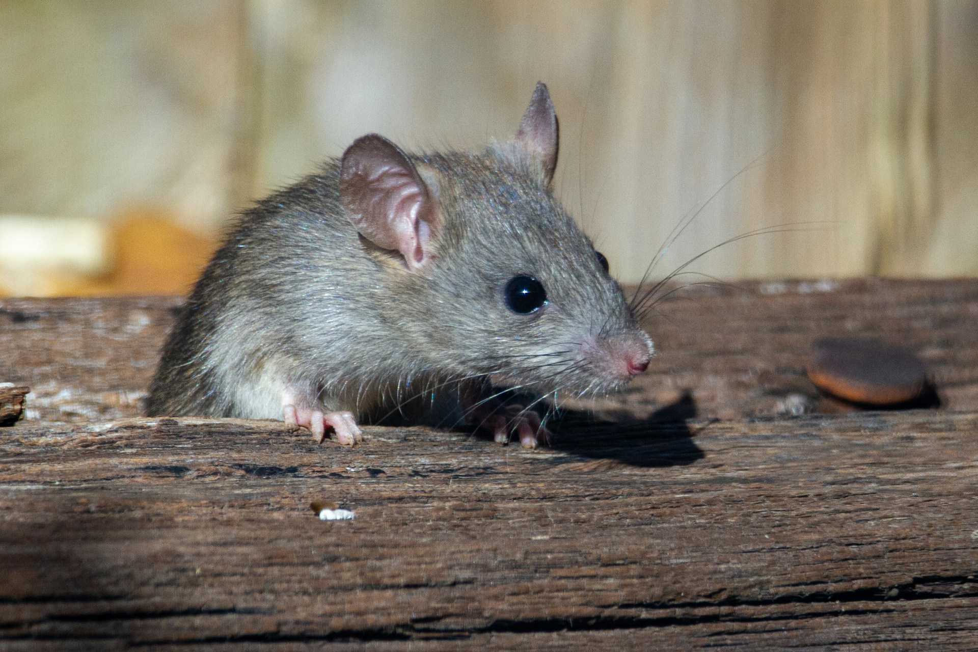 Would You Rather Find A Mouse In Your House or Snake In Your Bed?