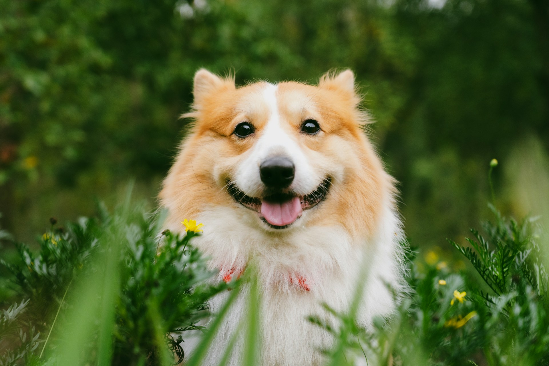Would You Rather Have A Talking Dog Or Talking Cat?