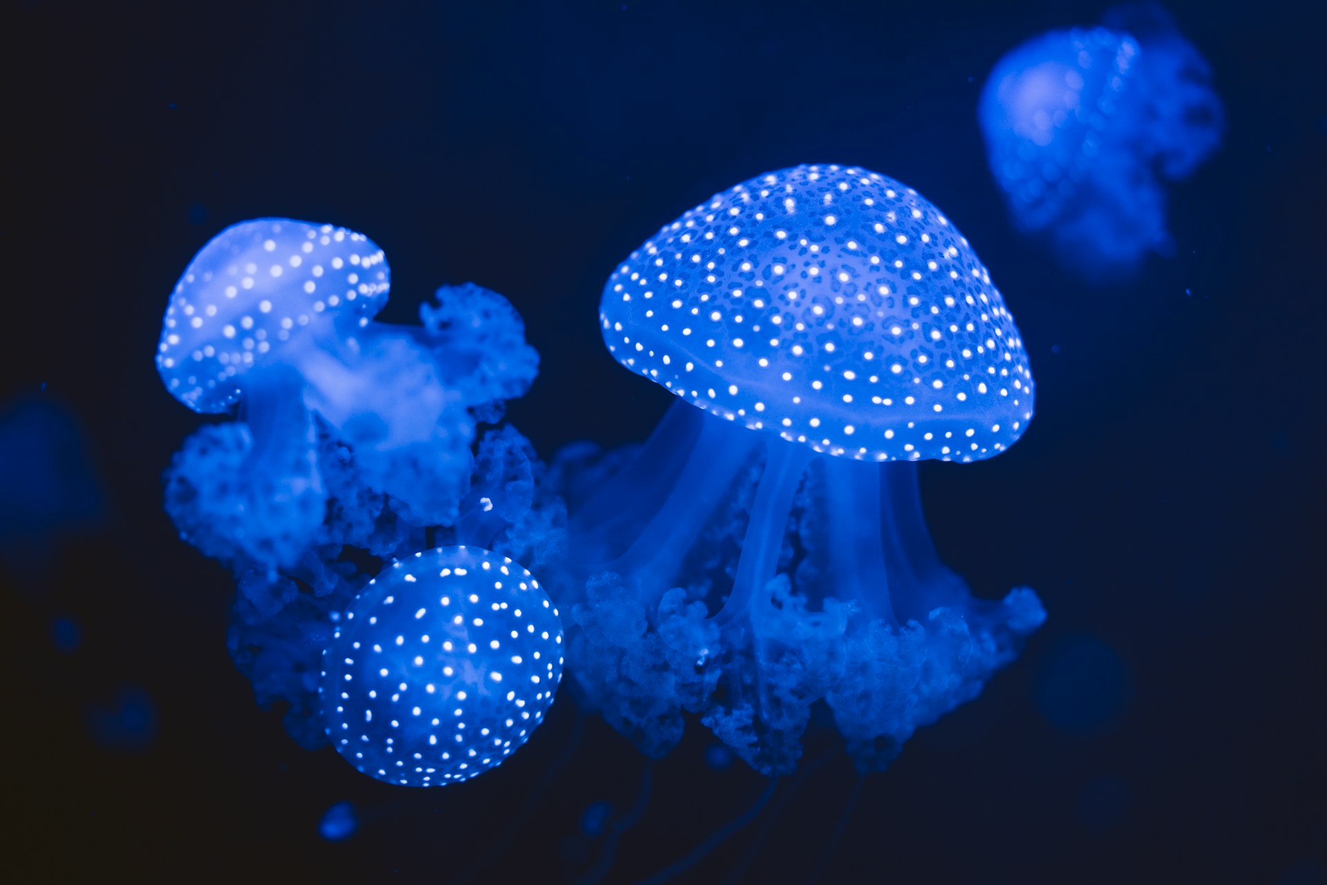 Would You Rather Get A Jelly Fish Sting or Electric Eel Shock?