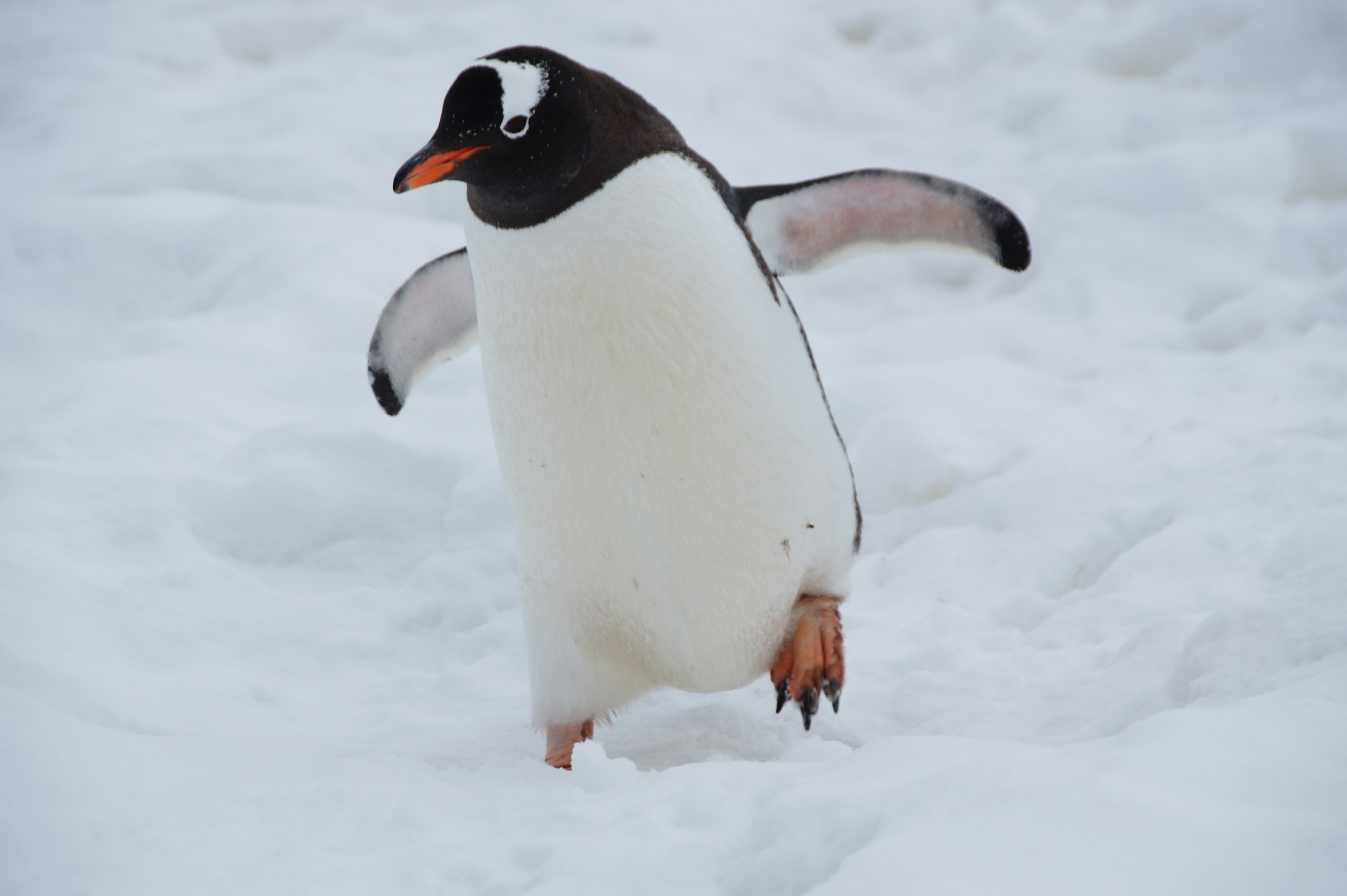 Would You Rather Have To Waddle Like A Penguin Or Hop Like A Bunny?