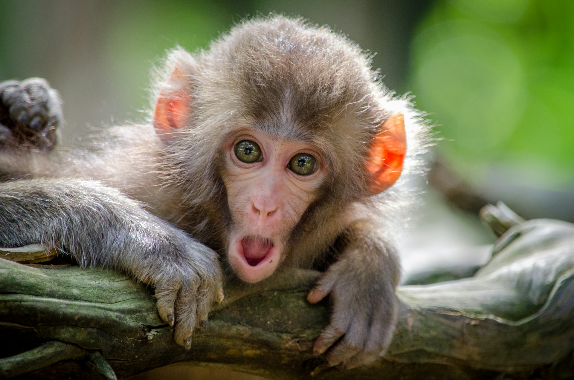 Would You Rather Have A Pet Monkey or A Pet Penguin?